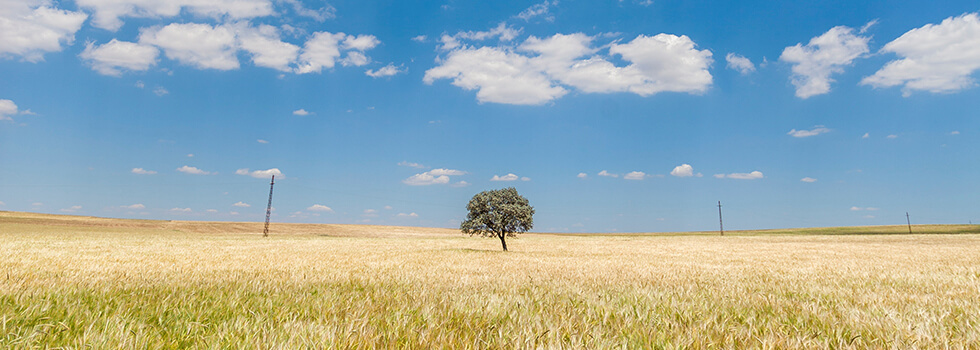 Header Graphic